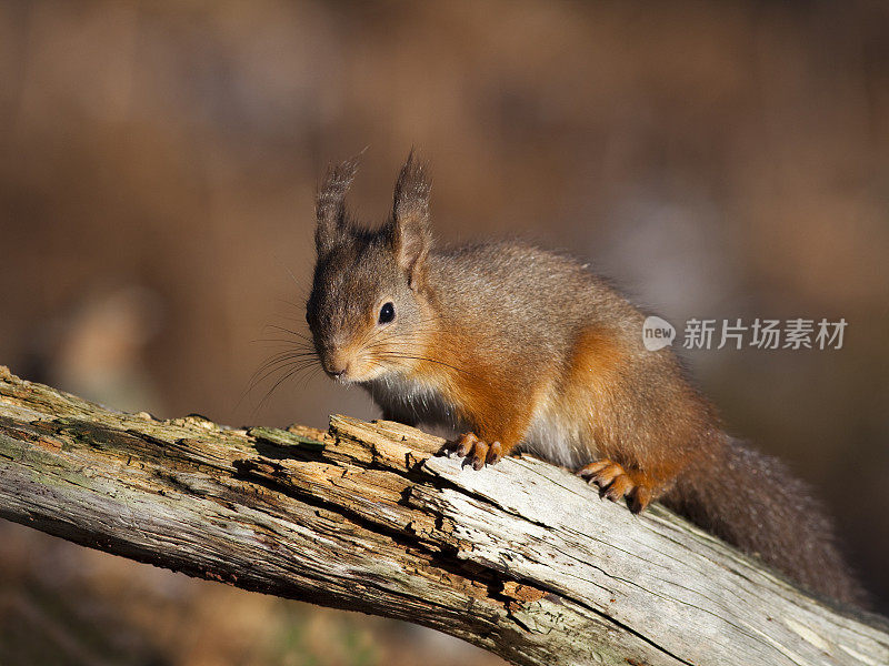 红松鼠(Sciurus vulgaris)，英国